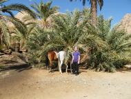 Horse tour Canyon / Oasis