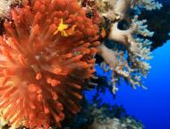 Horse tour Snorkelling at the Caves Dahab Sinai